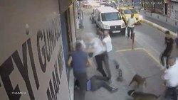 Dogs involved in the fight in Kadıköy