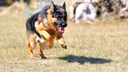 TSK'nın eğitimli köpekleri, zorlu süreçten geçiyor