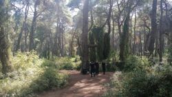 Antalya'da ata binen turist, ormanda ceset buldu