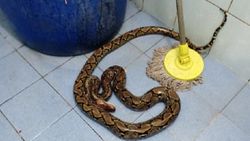 Tayland’da tuvaletteki kadının kalçasını 2 metrelik piton ısırdı