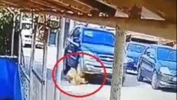 A driver crushed the dog lying on the ground in Kocaeli