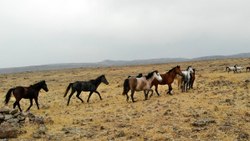 Year horses in Tunceli seen from the air