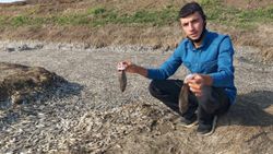 Batman'da baraj suyu çekildi, binlerce balık telef oldu