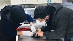 Karabük'te yaralı bulunan şahin, tedavi altına alındı