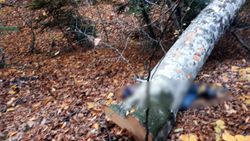 Bolu'da kestiği ağacın altında kalan orman işçisi öldü