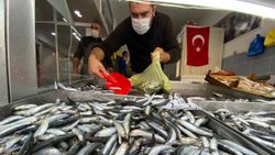 Düzce'de hamsi fiyatları 20 liraya kadar geriledi