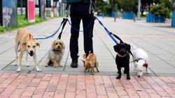 Çin'de 3 kez köpeğini gezdirirken yakalananların köpeği öldürülecek