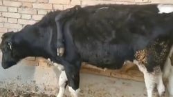 Çin'de ineğin sırtından bacak çıktı