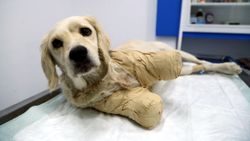 Samsun'da bacakları kesilmiş halde bulunan köpekten iyi haber