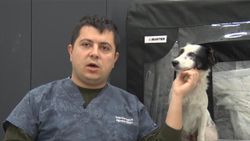 Balıkesir'de hayata tutunan köpeğe 'Maske' adı verildi