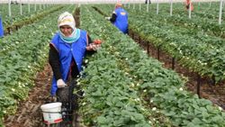 Mersin, tarımsal üretim değerinde Türkiye’de 4’üncü sırada