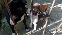 Zonguldak'ta pitbull besleyen kişiye 38 bin lira ceza