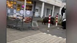 Almanya’da aç kalan yaban domuzu süpermarkete daldı
