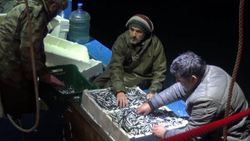 Karadeniz'e açılan balıkçıların yüzü hamsi ile güldü