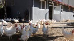 Afyonkarahisar'da okula kurulan kümes, öğrencilere burs oldu