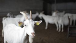 Keçi sütünde koronaya karşı etkili protein keşfedildi
