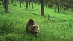 The brown bear with a donor in Kars has been migrating for 141 days