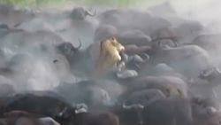 Bufalo sürüsü tek yakaladığı aslanı öldürdü