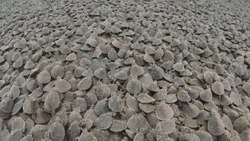 Turtle flooding in the Amazon River