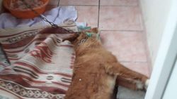 Edirne'de köpeğin ölmesine sebep olan aileye 1902 lira ceza
