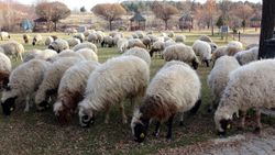 Van'da mesire alanı, koyunlar için otlak yeri oldu