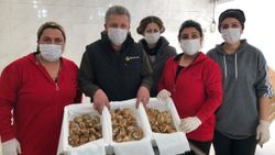 Türkiye'den Asya'ya sedir mantarı ihracatı