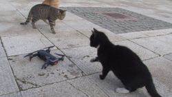İstanbul'da kedilerin, drone ile imtihanı