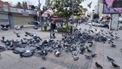 İstanbul'da aç kalan güvercinleri polis besledi
