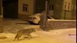 Kars'ta aç kalan kurtlar şehir merkezine indi