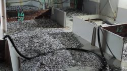 Düzce'de boy sınırı altındaki 50 ton hamsiye el konuldu