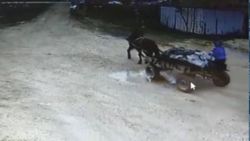 Tekirdağ'da at arabasıyla hırsızlık kamerada