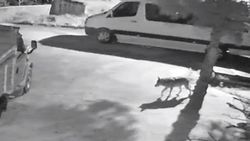 Giresun'da aç kalan kurtlar şehre indi