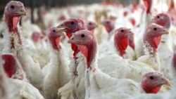 Macaristan'da kuş gribi nedeniyle 90 bin hindi itlaf edildi