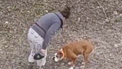 Antalya'da köpeklerini sopayla döven şahıs