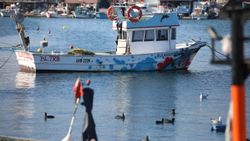 Karadeniz'de hamsi yiyen yunuslar kontrollü avlansın önerisi