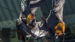 Nipah virüsü nedir? Nipah virüsü belirtileri nelerdir, nasıl bulaşır? Nipah virüsü nerelerde görüldü?