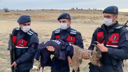 Mersin'de yaban keçisi yavrusu donmak üzereyken bulundu