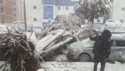 Düzce'de çam ağacı aracın üzerine yıkıldı