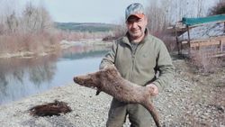 Karabük'te nesli tükenmekte olan su samuru vuruldu