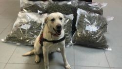 Kapıkule’de 4 milyon liralık marihuana ele geçirildi