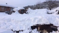 Zonguldak'ta ahır çöktü: 7 hayvan telef oldu