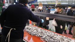 Bolu'da hamsinin fiyatı 50 lirayı gördü