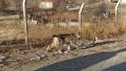 Sivas'ta vaşak, ilçeye indi