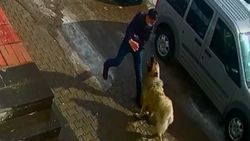 Bitlis'te kendisine saldıran köpekten böyle kurtuldu