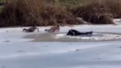 Rusya'da buz tutan göle düşen çocukları kurtarırken kendileri de göle düştü