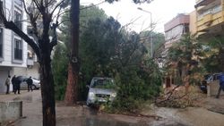 Manisa'daki fırtına, 5 asırlık çınara zarar verdi