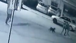 Pendik'te kavga ettirdikleri pitbulllardan kaçtılar
