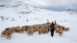 Tunceli'de, çobanların karda zorlu mesaisi