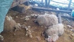 Düzce'de köye inen kurtlar, 13 koyunu parçaladı