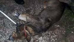 Kurt köpeğinin saldırısına uğrayan vatandaşı jandarma kurtardı